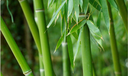 Skateboard in bamboo?